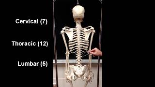 Anatomy of the Axial Skeleton [upl. by Thant]