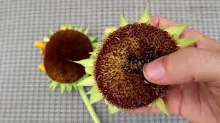 HOW TO PICK SUNFLOWER SEEDS QUICK TIPS [upl. by Refinaj]