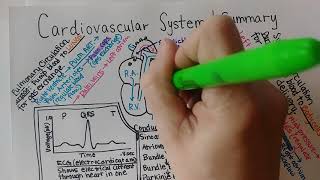 Cardiovascular System  Summary [upl. by Webster513]