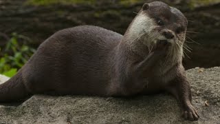 What Do Otters Eat [upl. by Clo]