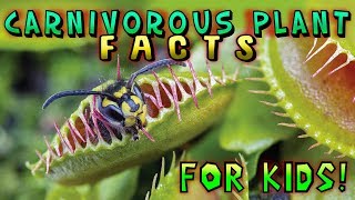 Carnivorous Plant Facts for Kids [upl. by Sower]