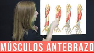 MÚSCULOS DEL ANTEBRAZO ANATOMÍA  MNEMOTECNIA  Mentes Médicas [upl. by Oremoh881]