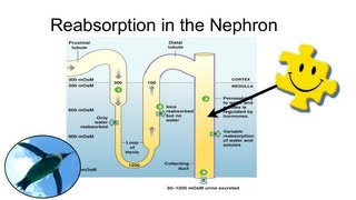 Reabsorption in the Nephron [upl. by Guyer35]