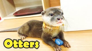 10 Cute Otter Facts You Want to Know [upl. by Marrissa443]