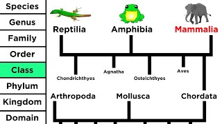 Phylogeny and the Tree of Life [upl. by Hebrew]