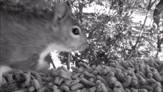 Grey Squirrel Call [upl. by Boehike424]