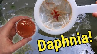 How I Culture Daphnia In Outdoor Tubs [upl. by Shuma738]