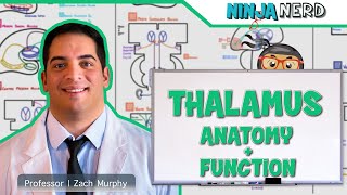 Neurology  Thalamus Anatomy amp Function [upl. by Rab]