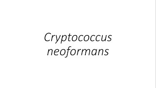 Cryptococcus neoformans  Microbiology [upl. by Ycam882]