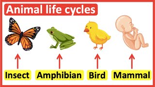 Animal life cycles  Insects Amphibians Birds amp Mammals [upl. by Reibaj]