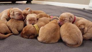 5 DAY OLD LABRADOR PUPPIES [upl. by Arbma]