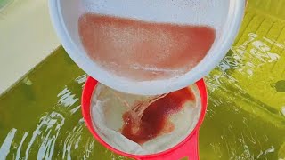 How to culture daphnia  Daphnia culture  How to grow daphnia outdoor [upl. by Epperson93]