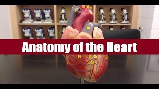 Anatomy of the heart [upl. by Ladnyc555]