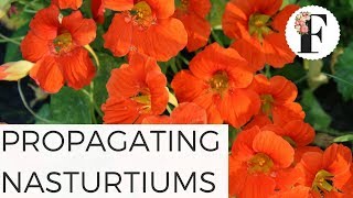 Propagating Nasturtiums from Cuttings  Growing Flowers for Beginners Series [upl. by Florence]