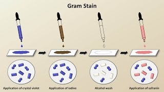 Classification of Bacteria Antibiotics  Lecture 1 [upl. by Wooster]