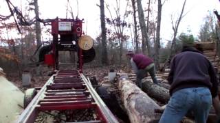 Milling Lumber from Reclaimed Poplar Logs  Bandsaw Mill [upl. by Aihsi]