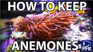 How to keep anemones [upl. by Atnahs]