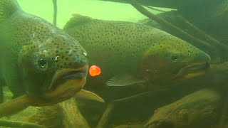 STEELHEAD SPECIAL  UNDERWATER VIDEO [upl. by Myrt]