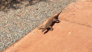 On the hunt Bungarra lizard WA Australia [upl. by Arihat]