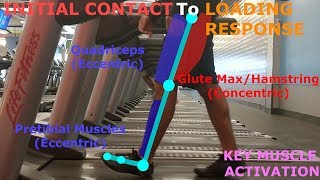 THE PHASES OF WALKING GAIT CYCLE BREAKDOWN [upl. by Nyad]