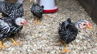 8 Week Old Silver Laced Wyandottes Bantams🐥🐥 [upl. by Aufmann]