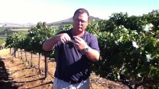 Harvest QampA Picking Kanonkop Pinotage [upl. by Pliner]