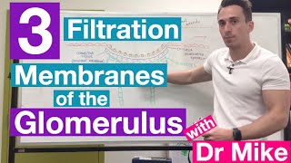 Filtration Membranes of Glomerulus  Renal System [upl. by Retlaw]