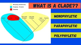 Monophyletic Paraphyletic and Polyphyletic [upl. by Loraine580]