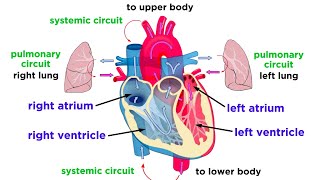 The Circulatory System Part 1 The Heart [upl. by Kelci]