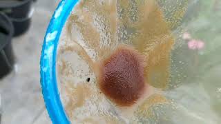 How to culture daphnia moina in a small container Part 1 English Subtitle [upl. by Neenaej]