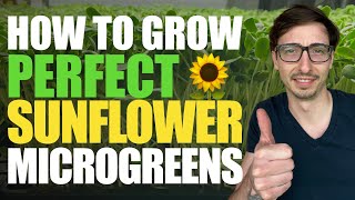 How to Grow Sunflower Microgreens FULL WALKTHROUGH  Tips amp Tricks with Donny Greens [upl. by Adnawed]