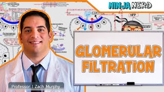 Renal  Glomerular Filtration [upl. by Annaitsirhc]