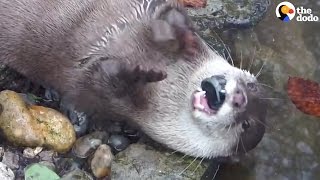 Otter Juggling Rocks A Few Theories Why  The Dodo [upl. by Adnaw294]