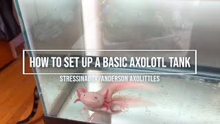 Axolotl Basic Tank Set Up [upl. by Eniron]