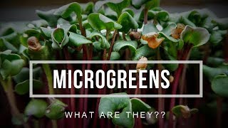 Microgreens  WHAT are they amp HOW to use them [upl. by Natsirc173]