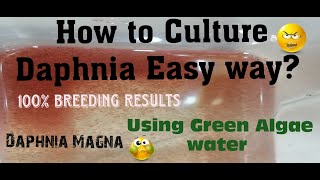 Daphnia MagnaHow to Culture Daphnia Easy wayCulturing Daphnia using Green water Daphnia [upl. by Anovad]