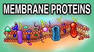 MEMBRANE PROTEINS  Types and Functions [upl. by Ahsem]