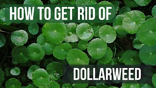 How to Get Rid of Dollarweed 4 Easy Steps [upl. by Leahcar247]