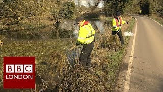 Record amounts of river weed pulled from the Thames – BBC London News [upl. by Idolla]