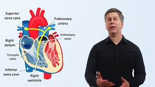 The Cardiovascular System An Overview [upl. by Gabey608]