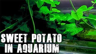 Ep1 Grow Sweet Potato In Aquarium [upl. by Alliuqal811]