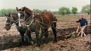 Legacy of the Percheron Horse in America [upl. by Abbate705]