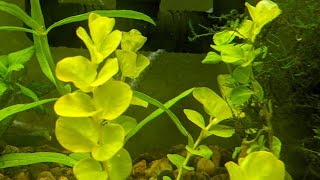 Creeping Jenny Lysimachia nummularia quotAureaquot in Aquarium The Other Moneywort [upl. by Bucky280]