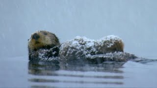 Otter Loses Cub in Freezing Waters  Spy In The Snow  BBC Earth [upl. by Si]