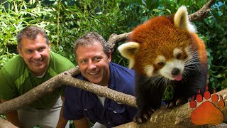 Red Pandas Secret Life Tree Climbing Scent Marking and More [upl. by Kucik]