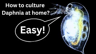 BEST Live Fish Food Beginner guide How to Culture Daphnia at home [upl. by Zipnick993]