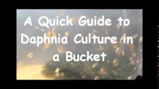 How to culture daphnia outside [upl. by Jane]