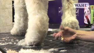 Grooming Guide  Labradoodle  Pro Groomer [upl. by Darton]