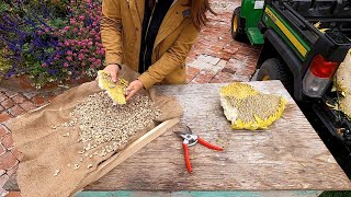 Harvesting Sunflower Seeds 🌻🙌🧡  Garden Answer [upl. by Castorina]