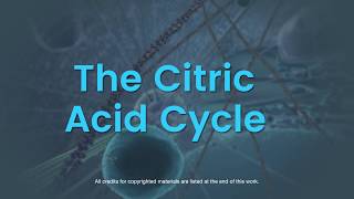 Overview of the citric acid cycle [upl. by Goddart934]